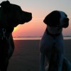 Sunset Dogs-2ec8a1c43a